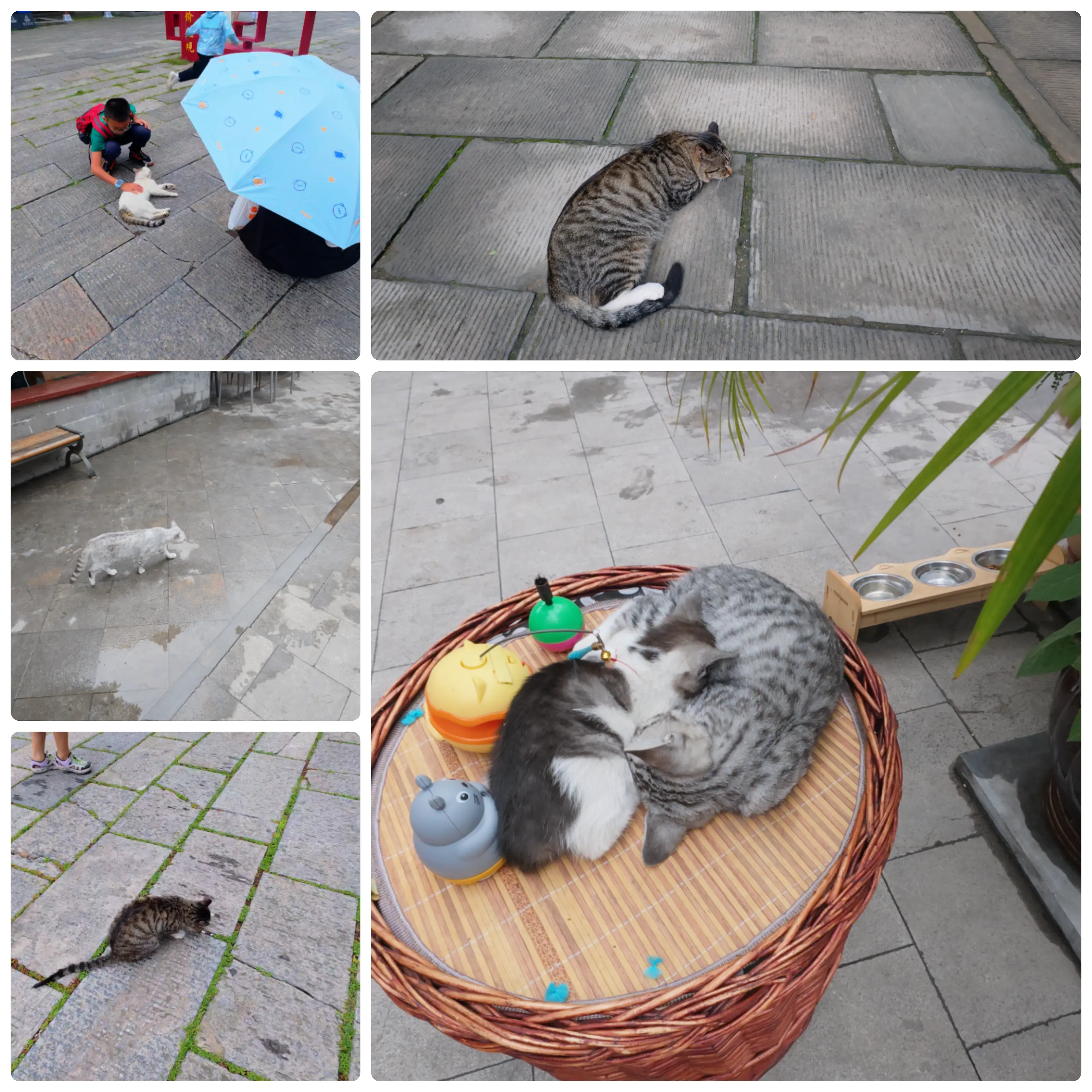 猫猫合集